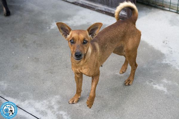 Dea, 5 kg di coraggio e simpatia Foto 2